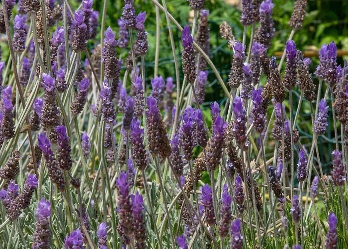 Adonino Residence-the House Of Pomegranates Ferienhaus Lakíthra