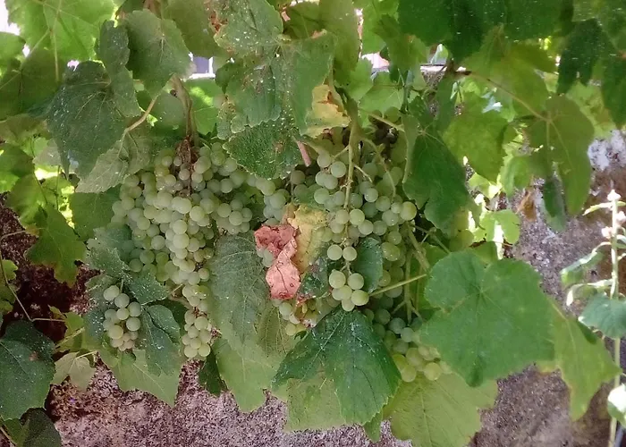 Adonino Residence-the House Of Pomegranates * Lakíthra